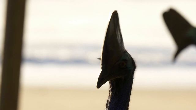 Wild Cassowary Encounter in 4K | Etty Bay | Far North Queensland | Australia Nature | Birding смотреть онлайн