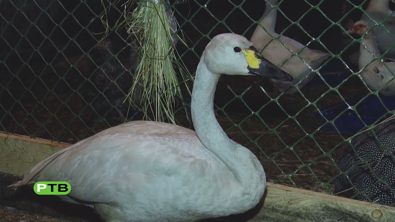 Лебединая история смотреть онлайн