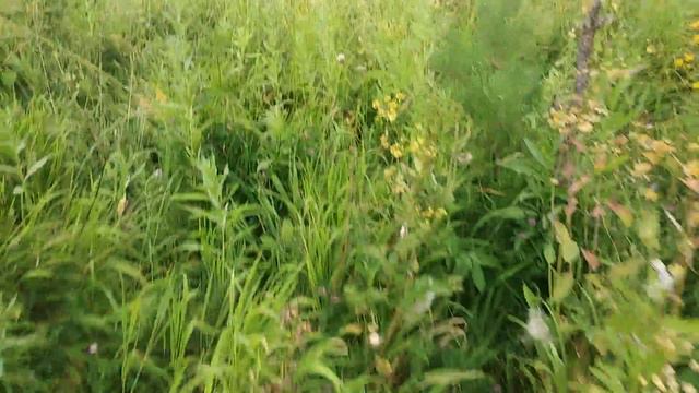 Нашел старый покос на котором не был больше 20 лет