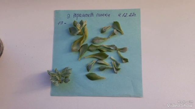 Новые эхеверии зимой. смотреть онлайн