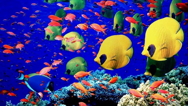 VA-Blue World смотреть онлайн
