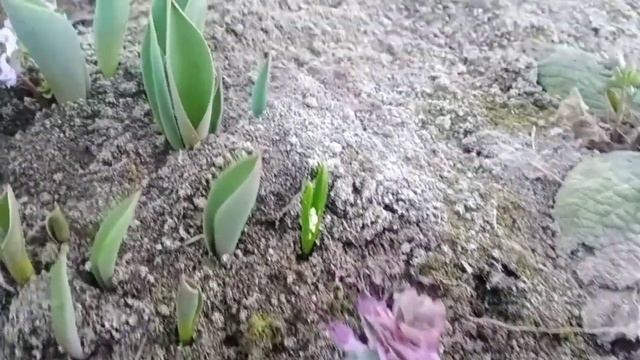 ужасный март 2022.хохлатка в парнике смотреть онлайн