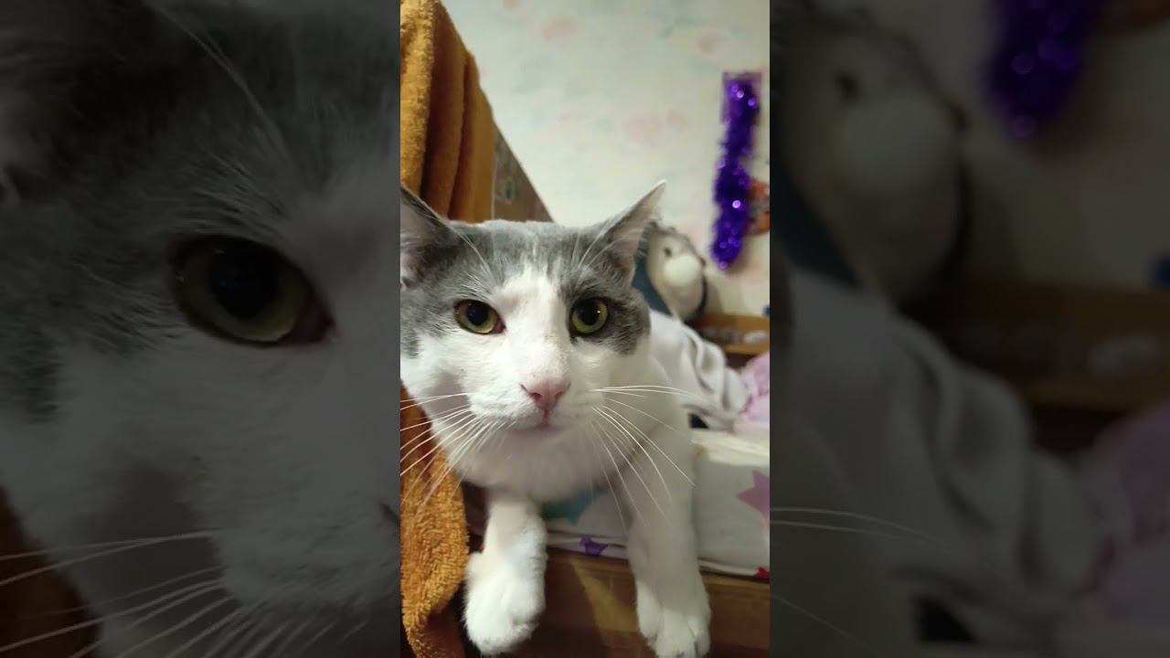 Люди с золотым сердцем, легкими не бывают. #питомец #мурзик #кот #лайк #котики #приколы #сердце смотреть онлайн