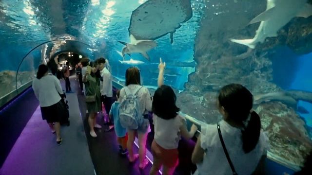 SEOUL BUS TOUR CANGNAM COEX Бас турпо Сеулу Гангнам Коекс Океанариум смотреть онлайн