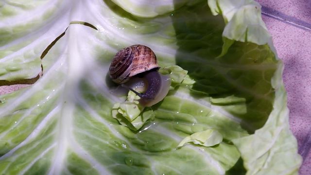 о витаминах для Улитки . смотреть онлайн