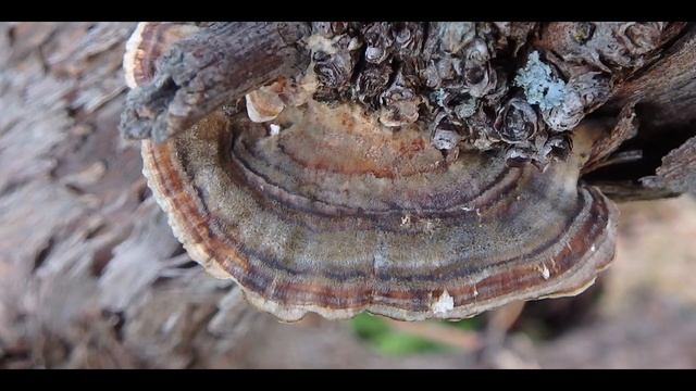 Stereum hirsutum Greece by Theo Fotiadis смотреть онлайн