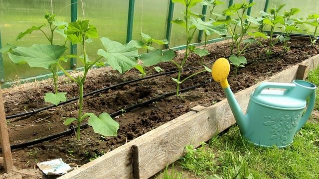 Химозная морковь, мало плодов на томатах и другие вопросы и ответы на них смотреть онлайн