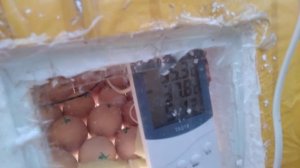 температура в инкубаторе и на яйце