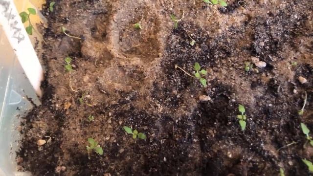 Пикировка Лизимахии, сорт Золото Росcии #садсвоимируками #садоводство #рассадацветов смотреть онлайн