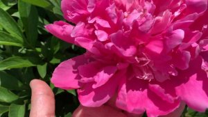 Paeonia 'Amabilis' (Calot ,France, 1856)