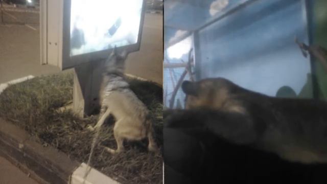 Мытищи зоопарк смотреть онлайн