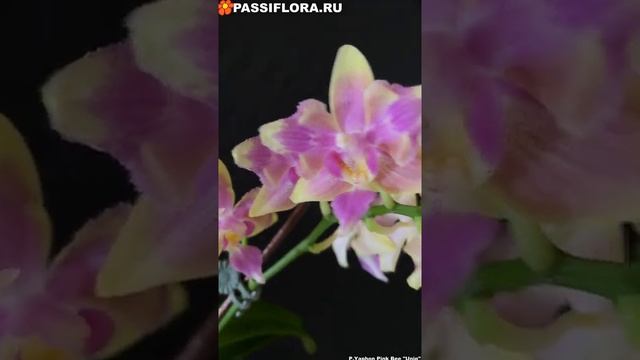 Yaphon Pink Bee Uniq