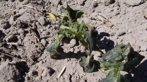 Как спасти подмерзшую рассаду помидоров.