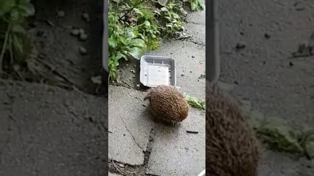 ?Хоть раз задумывались как чешутся ëжики? смотреть онлайн
