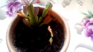 Почему у декабриста краснеют листья? Как помочь растению!!!