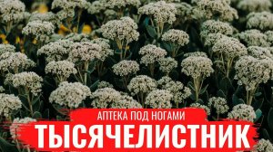 ТЫСЯЧЕЛИСТНИК / О правилах сбора, нюансах заготовки и приготовлении настоев / Аптека под ногами