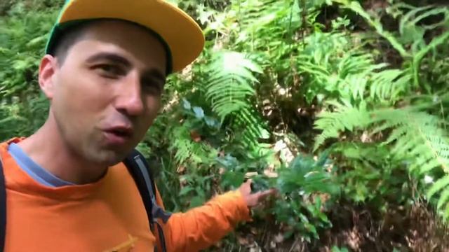 Падуб Остролист HollyWood Harry Potter смотреть онлайн