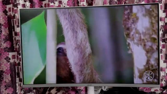 Acer 31.5 inch Curved Full HDMonitor (ED322Q) Unboxing & Review In Telugu смотреть онлайн