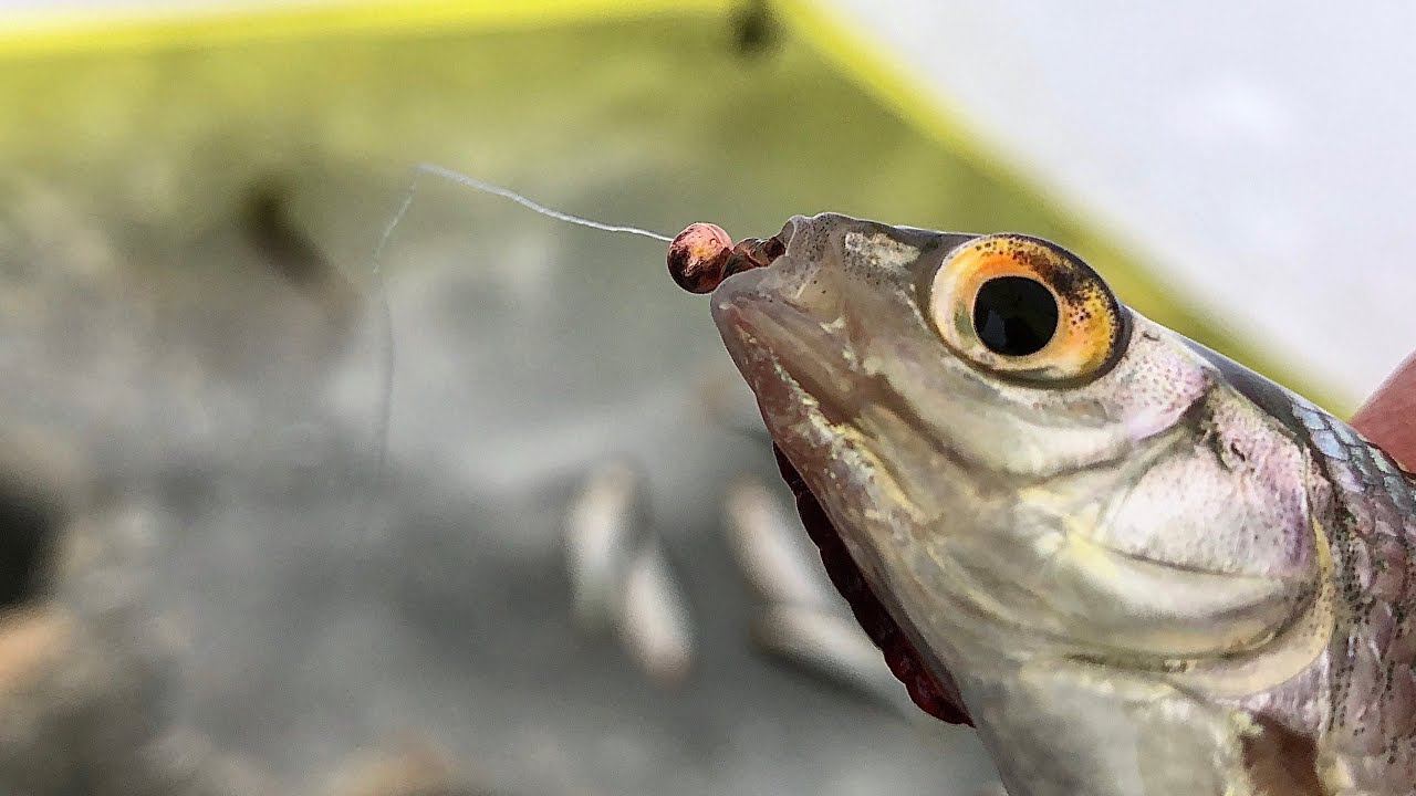 Рыбалка в глухозимье / ловля плотвы на мормышку смотреть онлайн