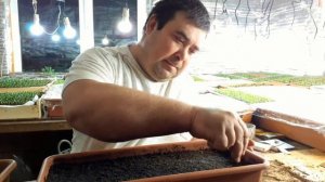 Виола (анютины глазки) как правильно посеять семена.