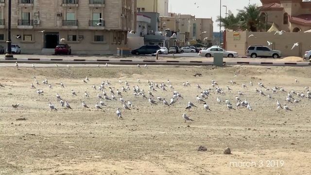 Путешествие по Саудовской Аравии - часть 4. Tour to Saudi Arabia - part 4 смотреть онлайн