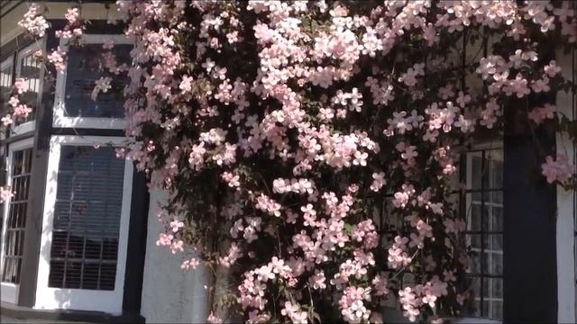 clematis video смотреть онлайн