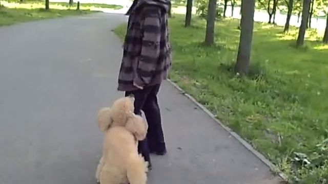 В Клайпеде пудели гуляют ТАК: смотреть онлайн