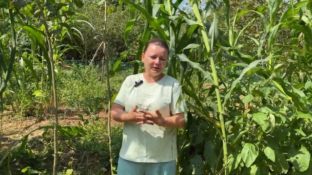 Что выросло у нас на Грузинской земле? смотреть онлайн