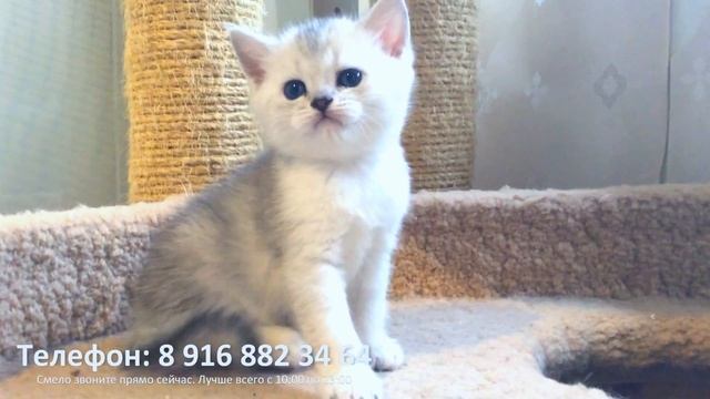 Британские короткошерстные серебристые шиншиллы смотреть онлайн
