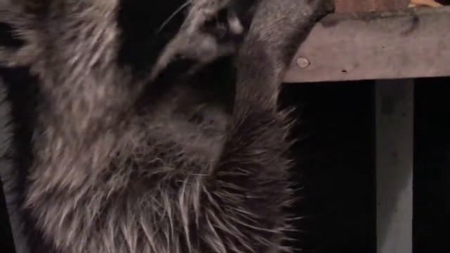 Rascal the Hungry Raccoon..... Raccoons Rule !! смотреть онлайн
