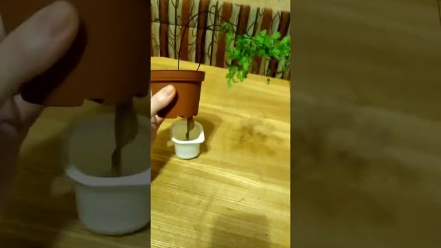 Адиантум, знакомство) смотреть онлайн