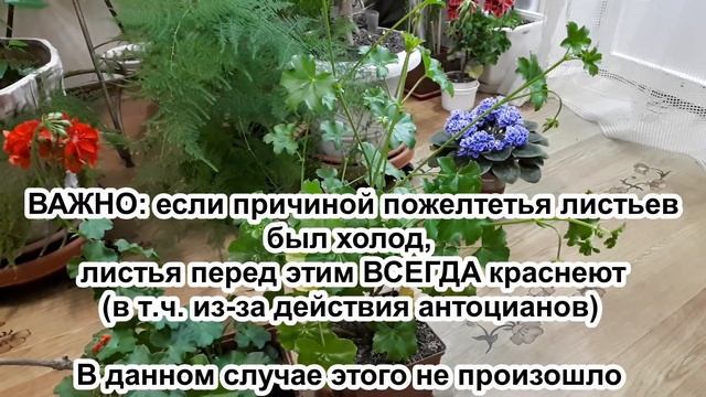 ОТ ЭТОГО ЖЕЛТЕЕТ ПЕЛАРГОНИЯ. Возможные проблемы с пеларгонией. Как помочь пеларгонии смотреть онлайн