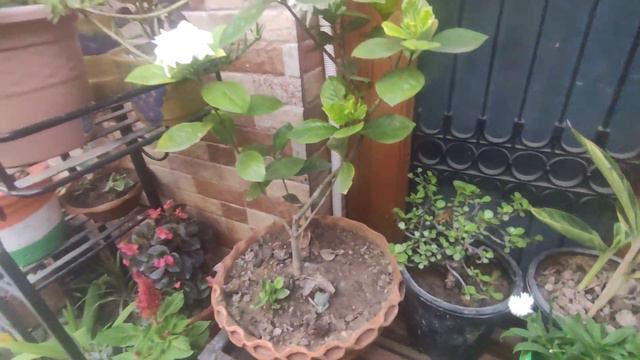 Gardenia flowers 🌼 and their care tips🥰 смотреть онлайн