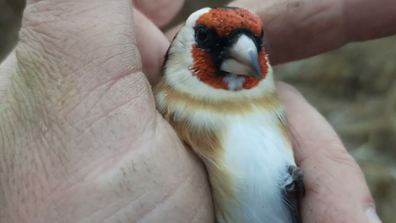 Ловля певчих птиц, попался белобородый щегол 29.10.2022 год. смотреть онлайн