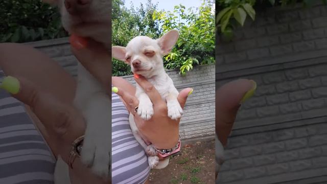 Мини чихуахуа Кохинур питомник Кастропуло Крым продажа щенков 💥 смотреть онлайн