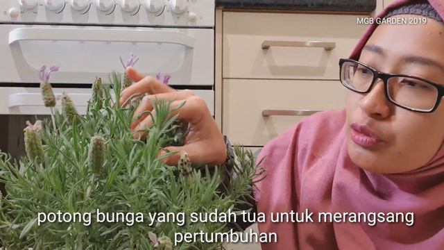3 JENIS KOLEKSI LAVENDERKU DAN CARA MERAWATNYA смотреть онлайн