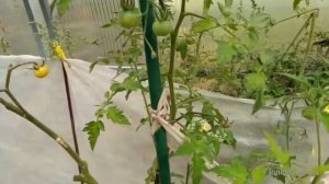 Помидоры, сорт "взрыв"