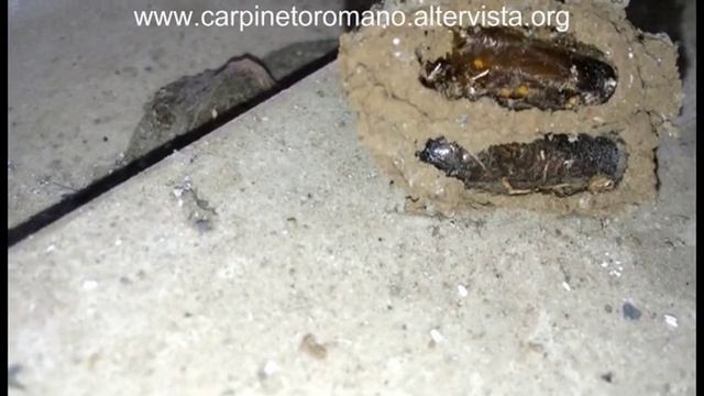 Nest Sceliphron Curvatum смотреть онлайн