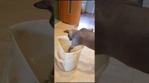 Уборка от Мистера Фродо. Микробам бой 🍎