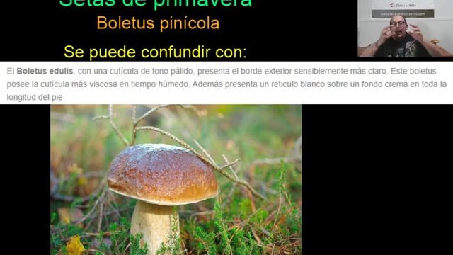 Boletus pinophilus. Boletus pinicola. Curso setas. Clase Nº 9. Setas comestibles. смотреть онлайн