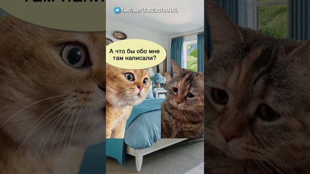 Редко встречается #мем #мыкотики #приколы #юмор #разговор #анекдот #шутки #котики смотреть онлайн