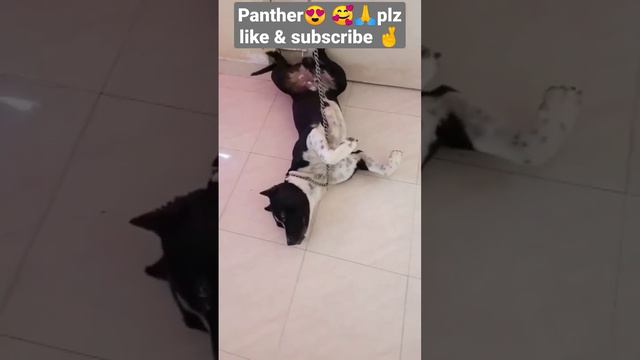 #panther #pitbull panther sleeping style no change after 2year смотреть онлайн