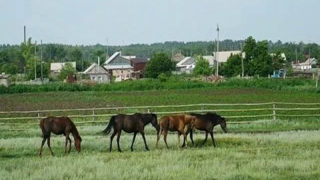 "Все, как прежде, при встрече..(читает Кабулова Гульнар) смотреть онлайн