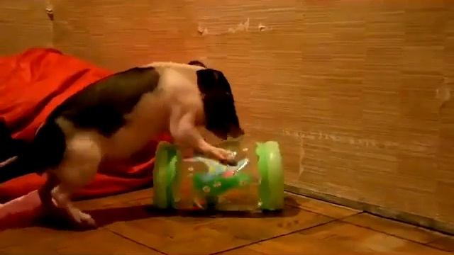 Поросенок мини пиги, 8 (999)877–44–90, Москва смотреть онлайн