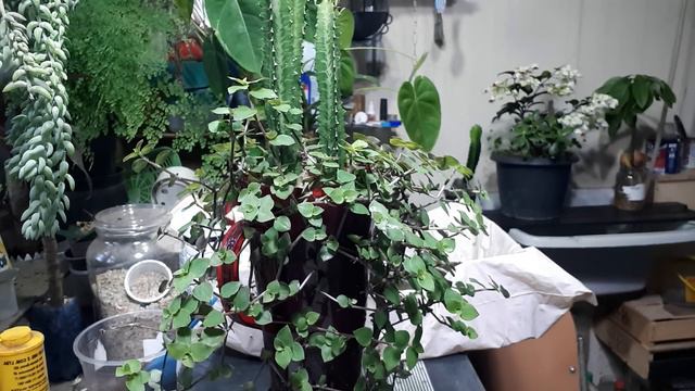 PRAGAS NAS PLANTAS? ACABE COM ELAS. VEJA COMO, USANDO BORRA DE CAFÉ. смотреть онлайн