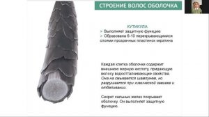 ТРИХОЛОГИЯ|ЛЕКЦИЯ О ВОЛОСАХ|СТРОЕНИЕ ВОЛОС ЧЕЛОВЕКА