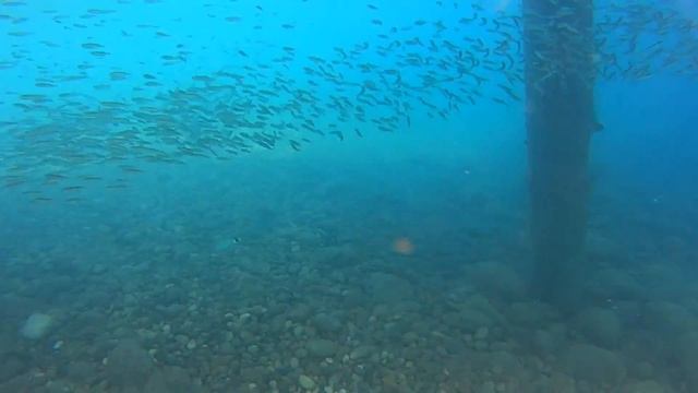 рыбки Средиземное море Кемер смотреть онлайн