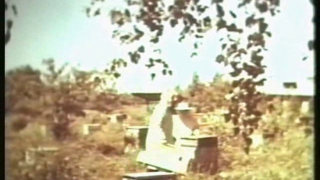 Советское пчеловодство. Селекция пчёл