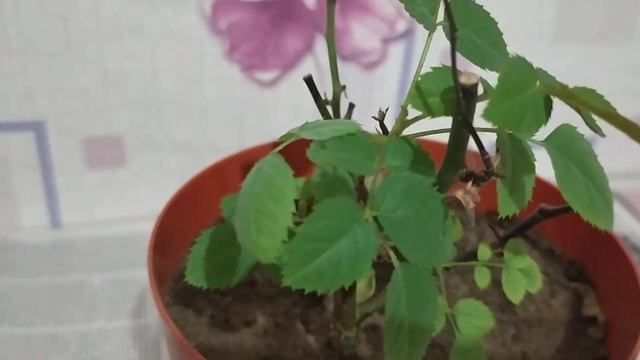 Комнатная роза зимой тоже уходит в спячку. смотреть онлайн