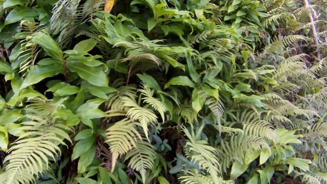 11 Wall of ferns смотреть онлайн